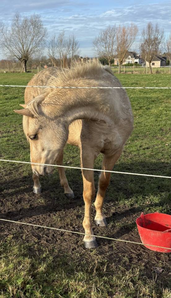 Filly Connemara For sale 2024 Palomino