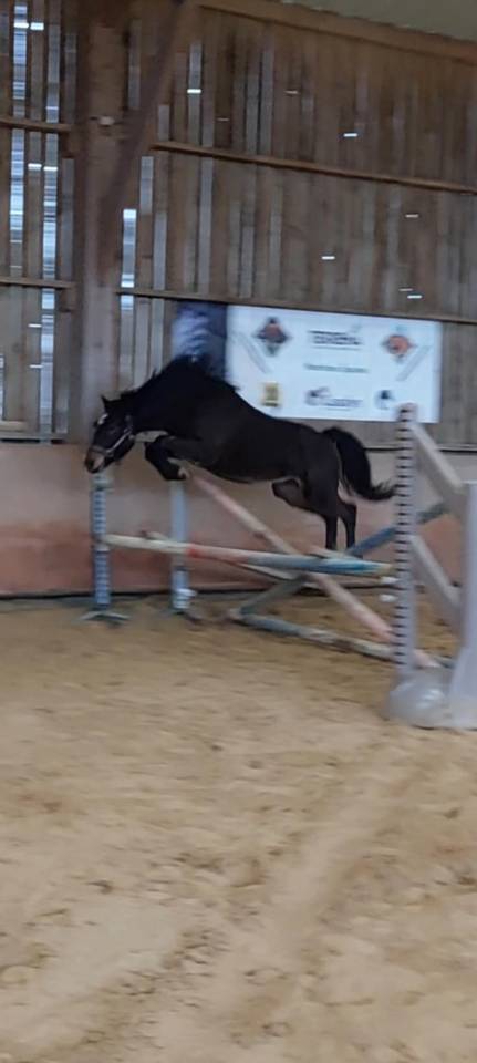 Filly Origin Recorded For sale 2025 Grey