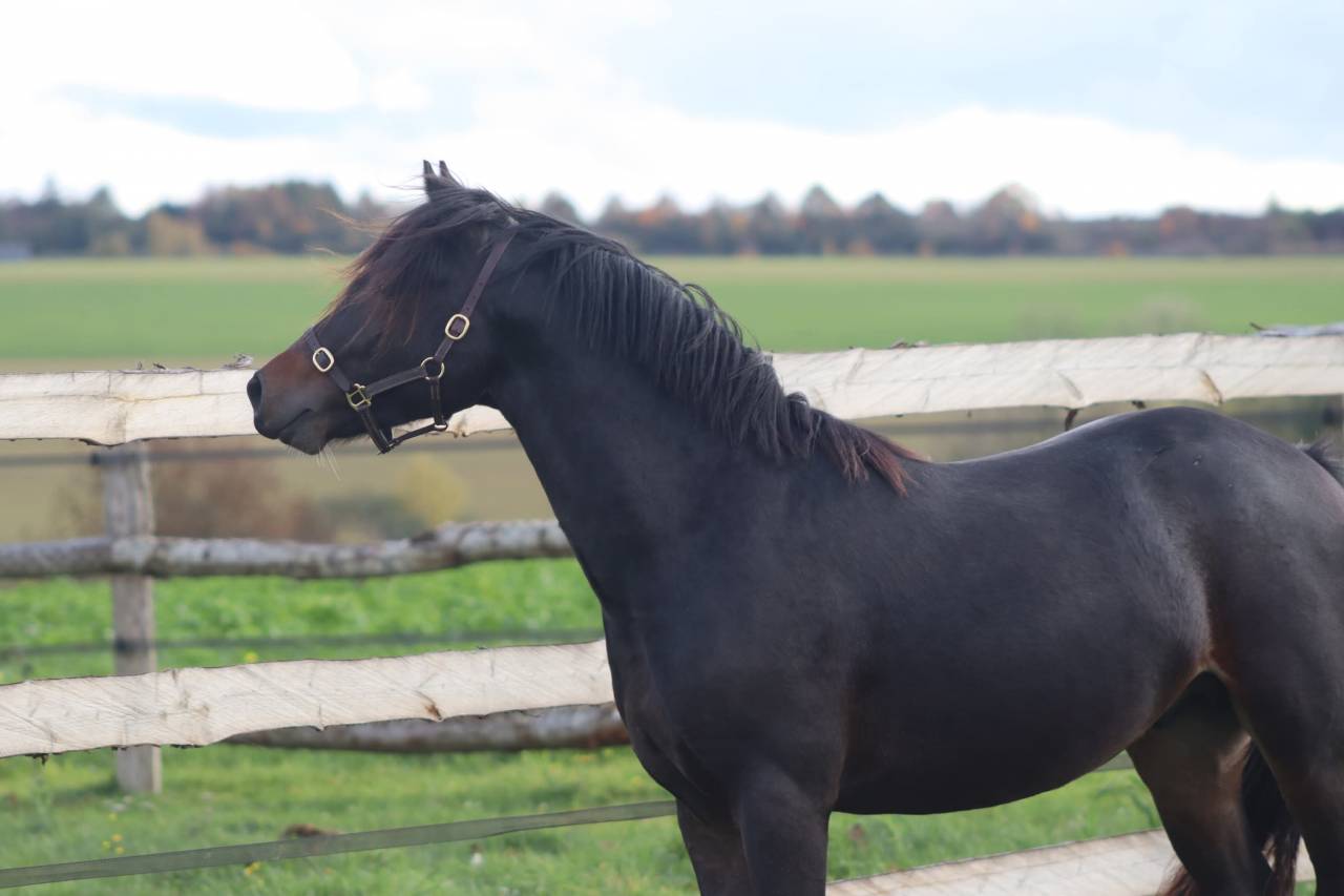 Filly Origin Recorded For sale 2025 Grey