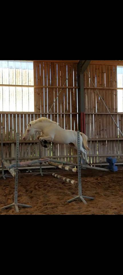 Filly Origin Recorded For sale 2025 Grey