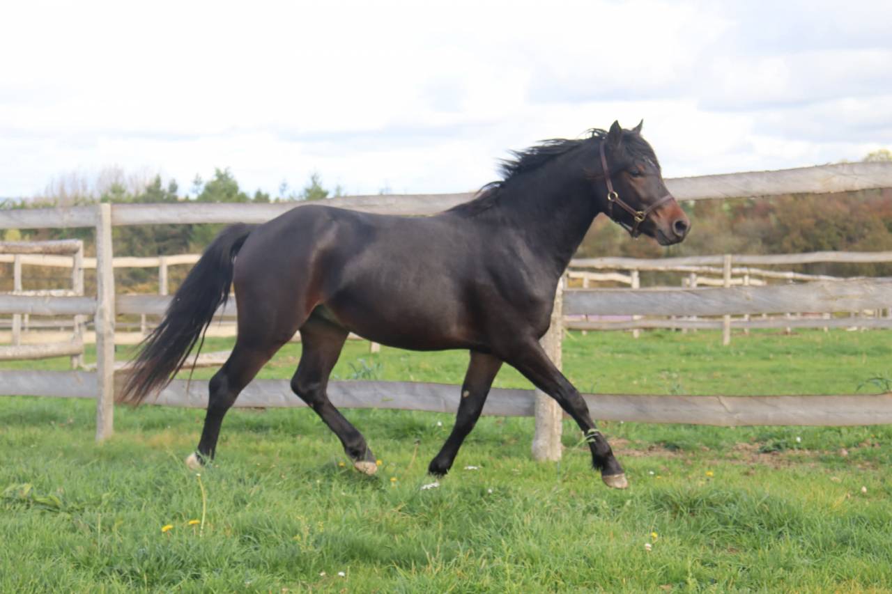Filly Origin Recorded For sale 2025 Grey