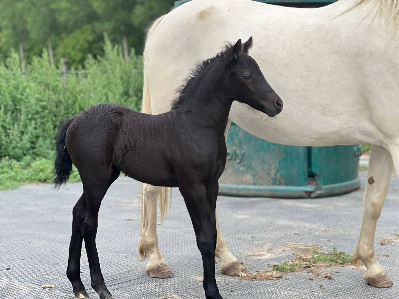 Filly Origin Recorded For sale 2025 Grey