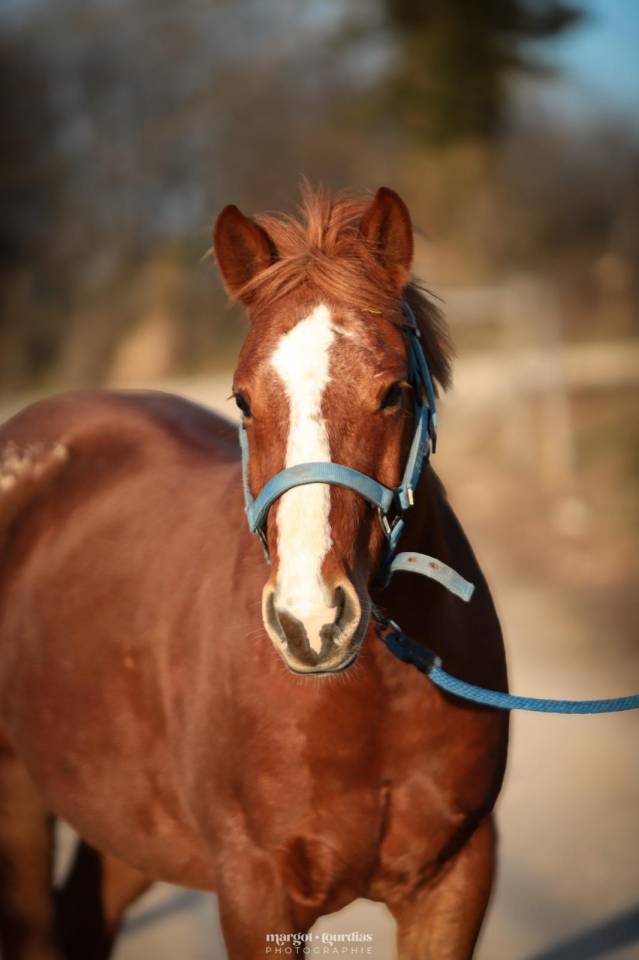 Gelding Paint For sale 2018 Chesnut