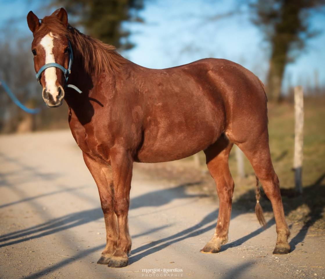 Gelding Paint For sale 2018 Chesnut