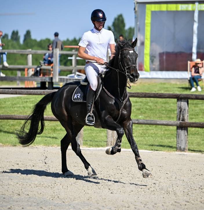Gelding Zangersheide For sale 2021 Black