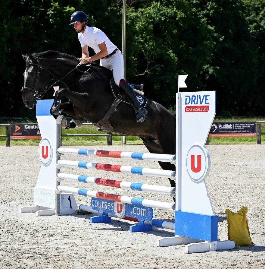 Gelding Zangersheide For sale 2021 Black