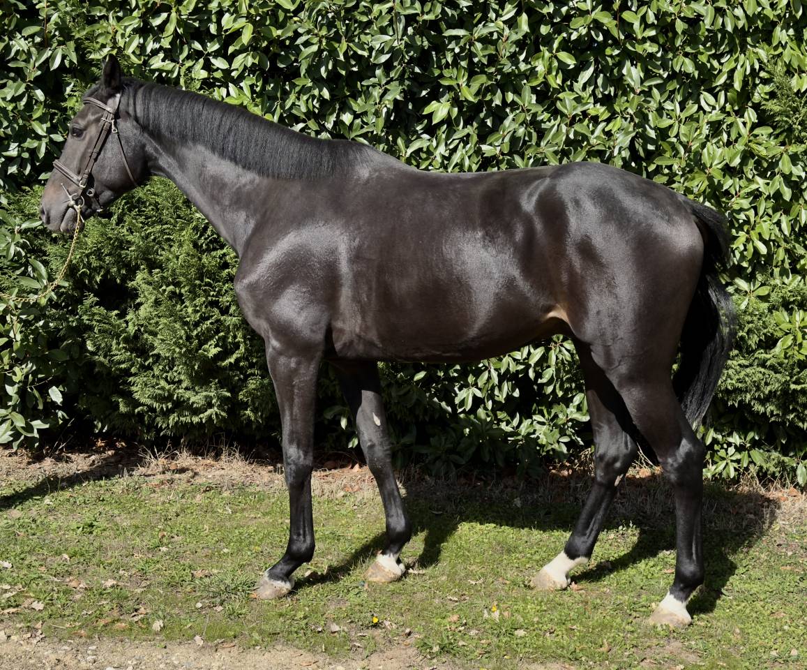 Gelding Zangersheide For sale 2021 Black