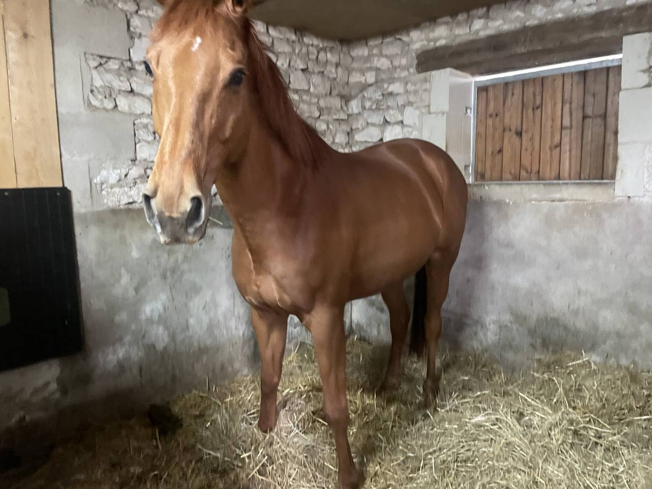 Gelding AQPS For sale 2014 Chesnut