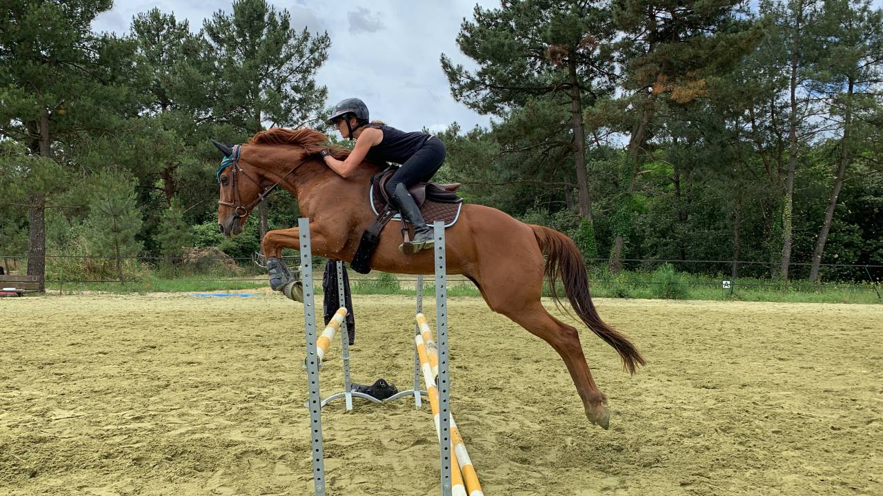 Gelding AQPS For sale 2014 Chesnut
