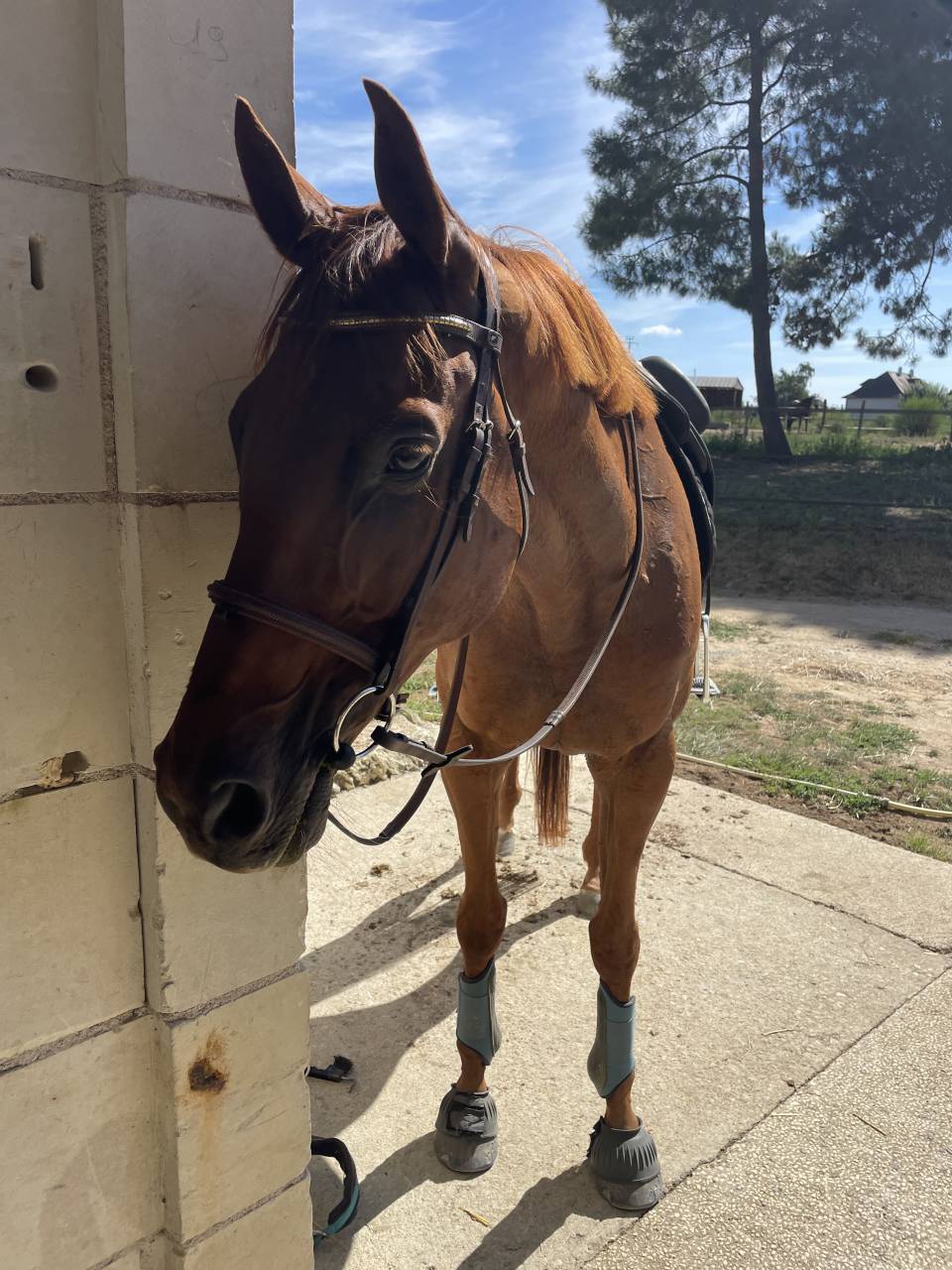 Gelding AQPS For sale 2014 Chesnut