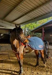 Gelding Selle Fran&ccedil;ais For sale 2015 Dark Bay