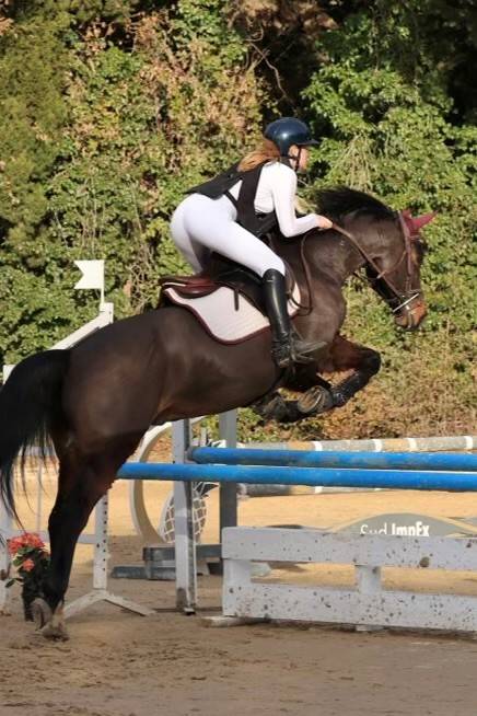 Gelding Selle Fran&ccedil;ais For sale 2015 Dark Bay