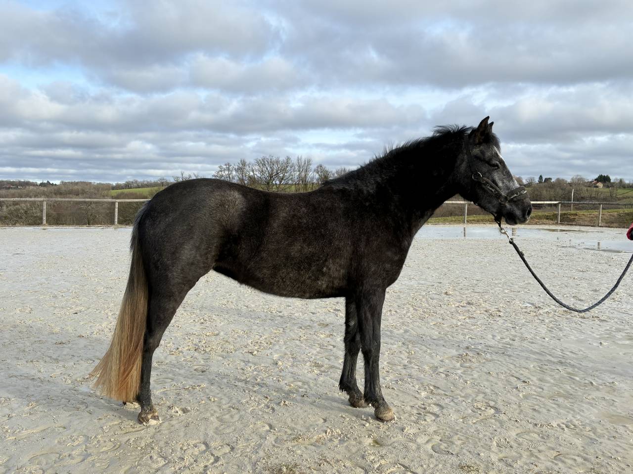 Mare Origin Recorded For sale 2023 Grey