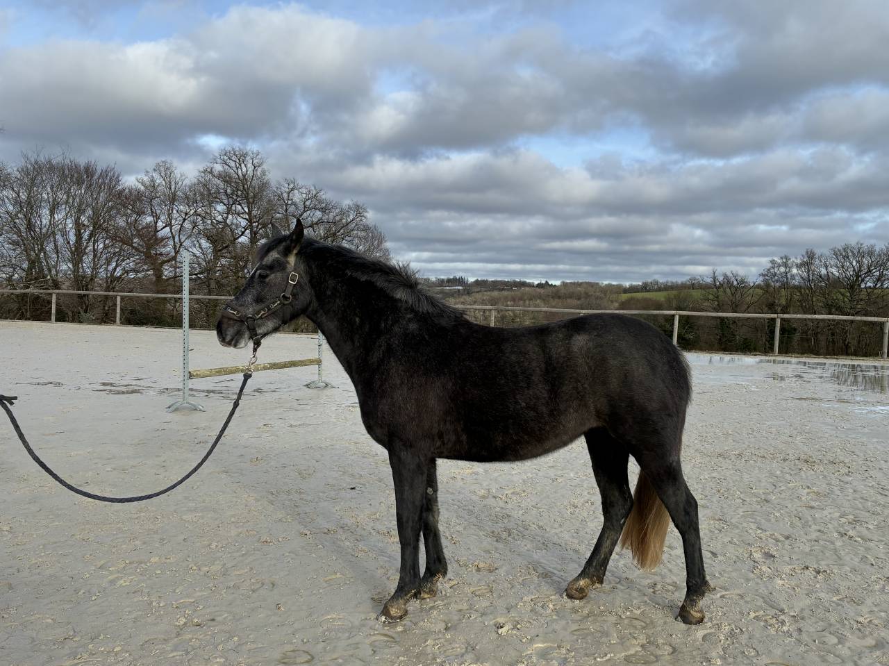 Mare Origin Recorded For sale 2023 Grey