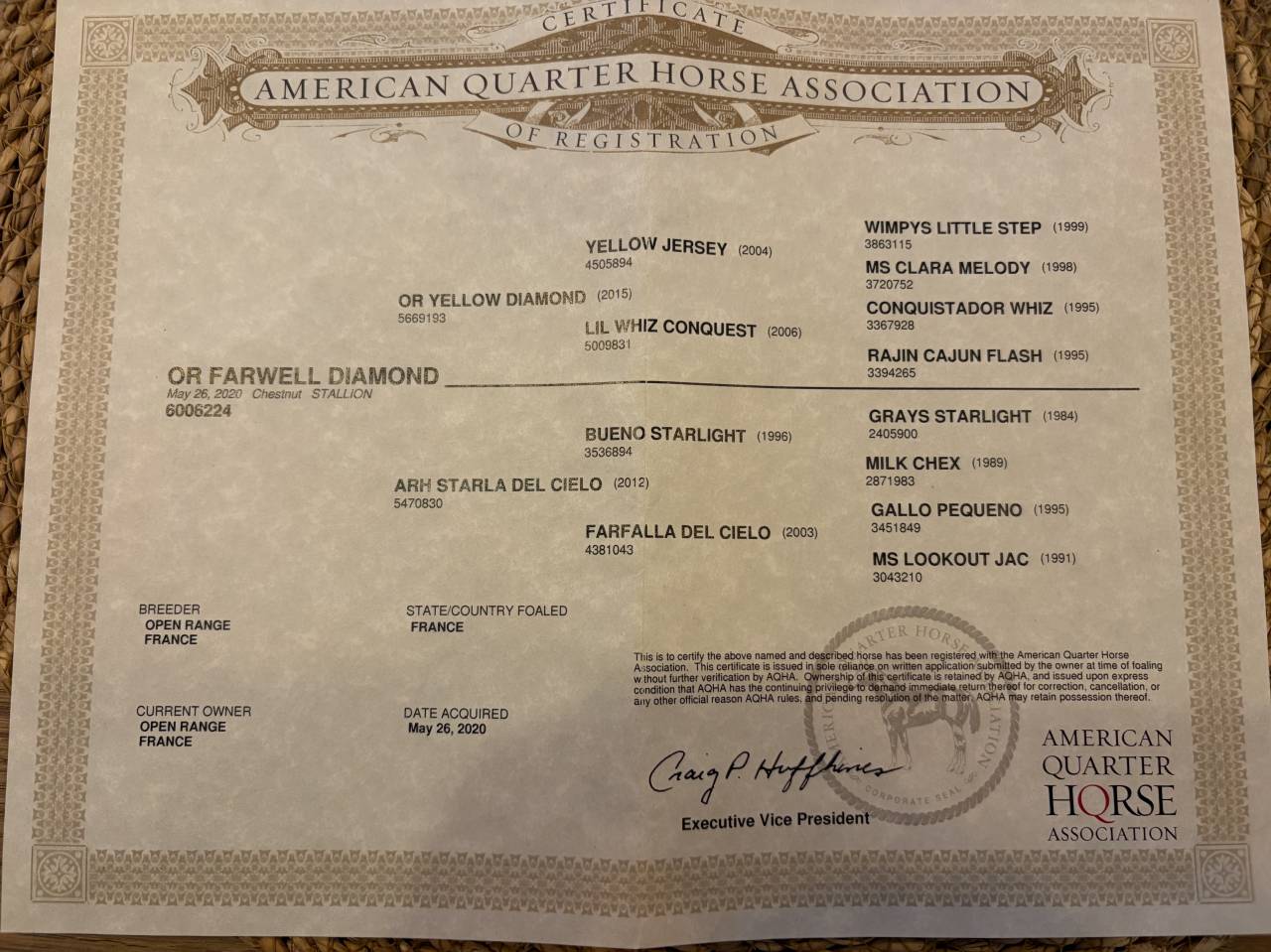 Gelding Quarter For sale 2020 Palomino