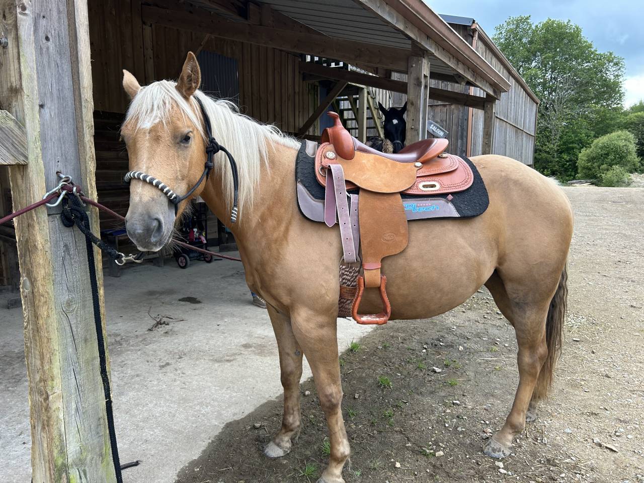 Gelding Quarter For sale 2020 Palomino
