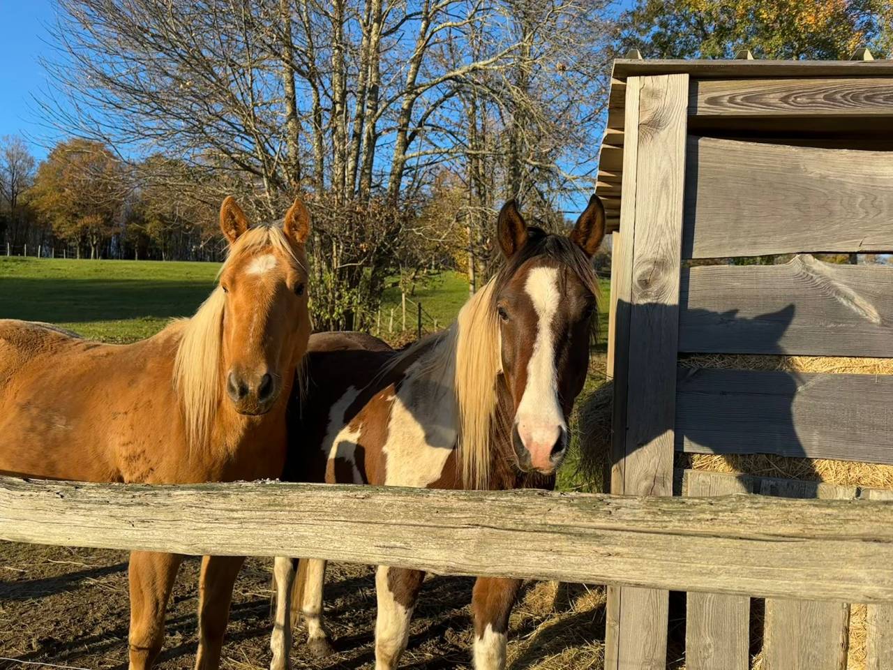 Gelding Quarter For sale 2020 Palomino