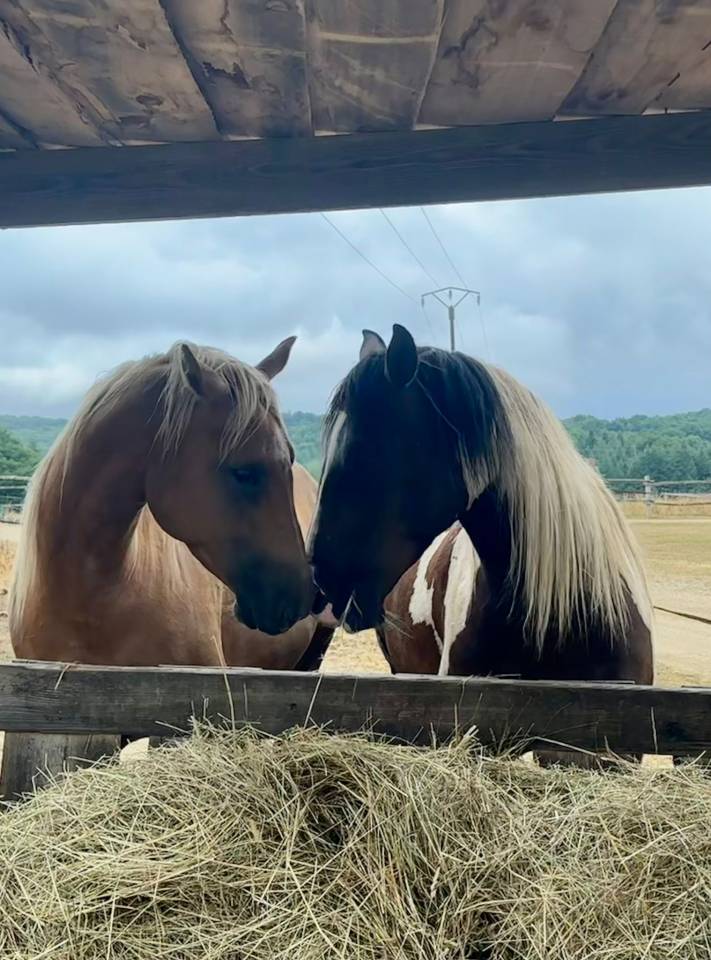 Gelding Quarter For sale 2020 Palomino