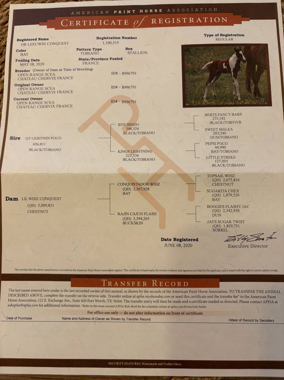 Gelding Quarter For sale 2020 Palomino