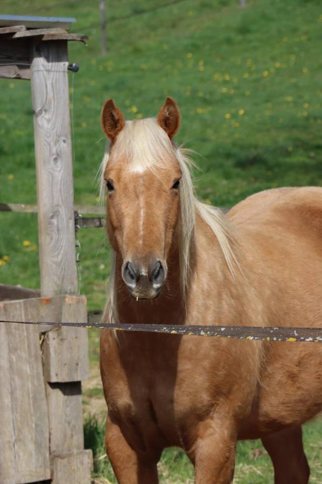 Gelding Quarter For sale 2020 Palomino