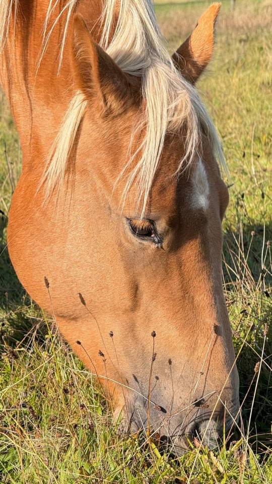 Gelding Quarter For sale 2020 Palomino
