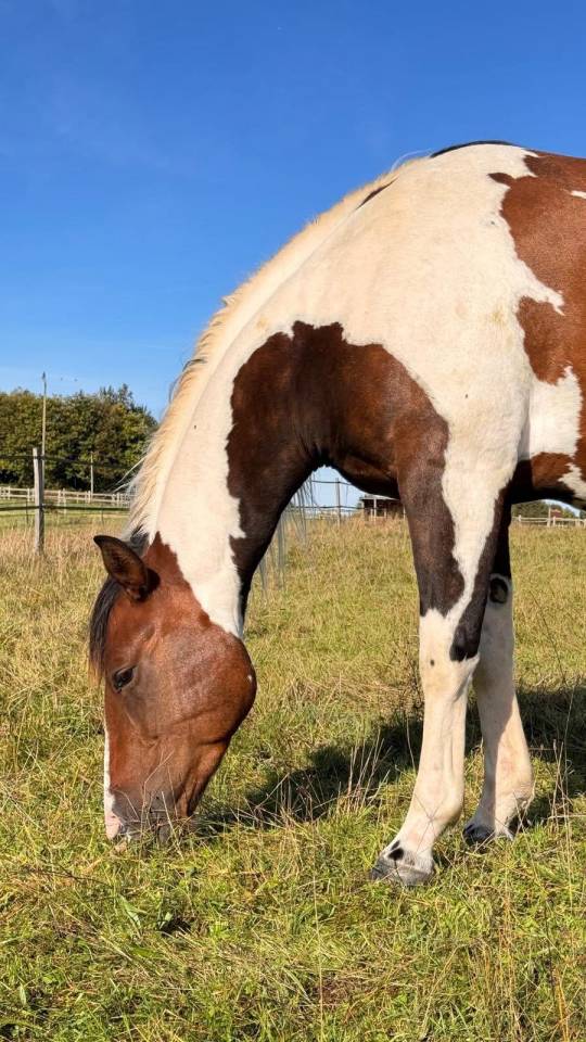 Gelding Quarter For sale 2020 Palomino