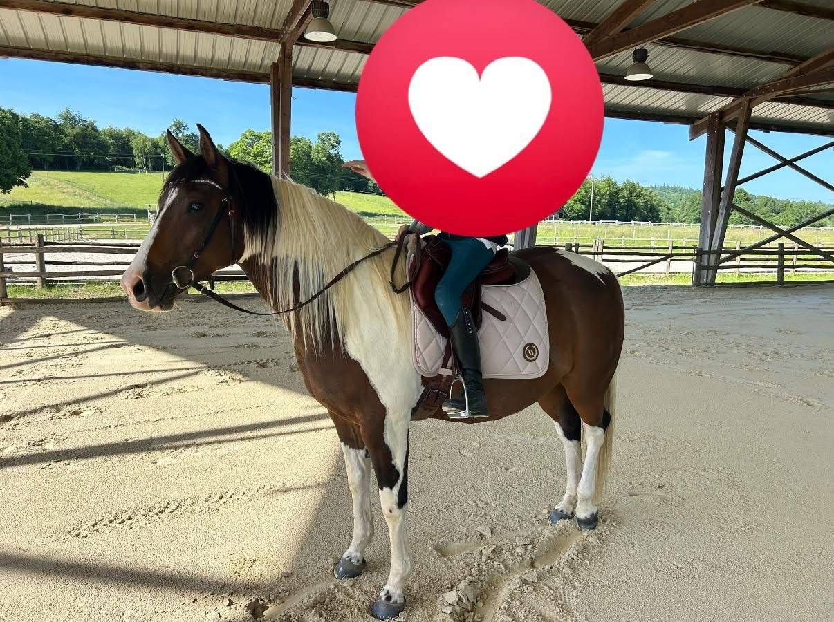 Gelding Quarter For sale 2020 Palomino