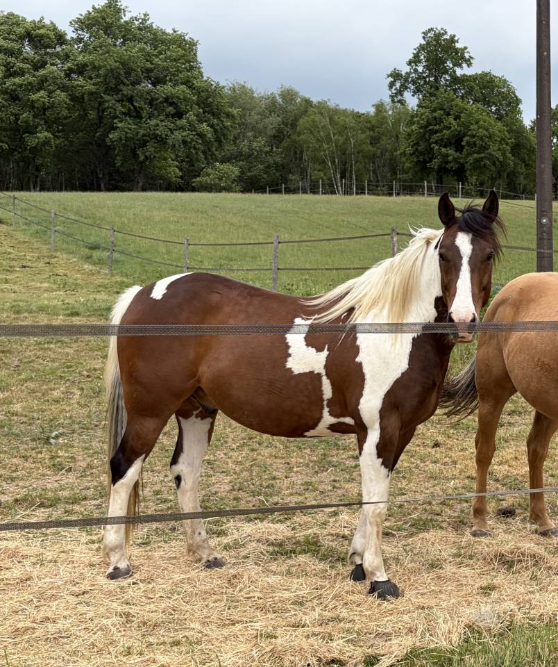 Gelding Paint For sale 2020 Tobiano