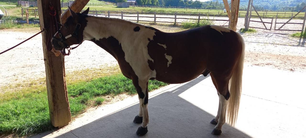 Gelding Paint For sale 2020 Tobiano