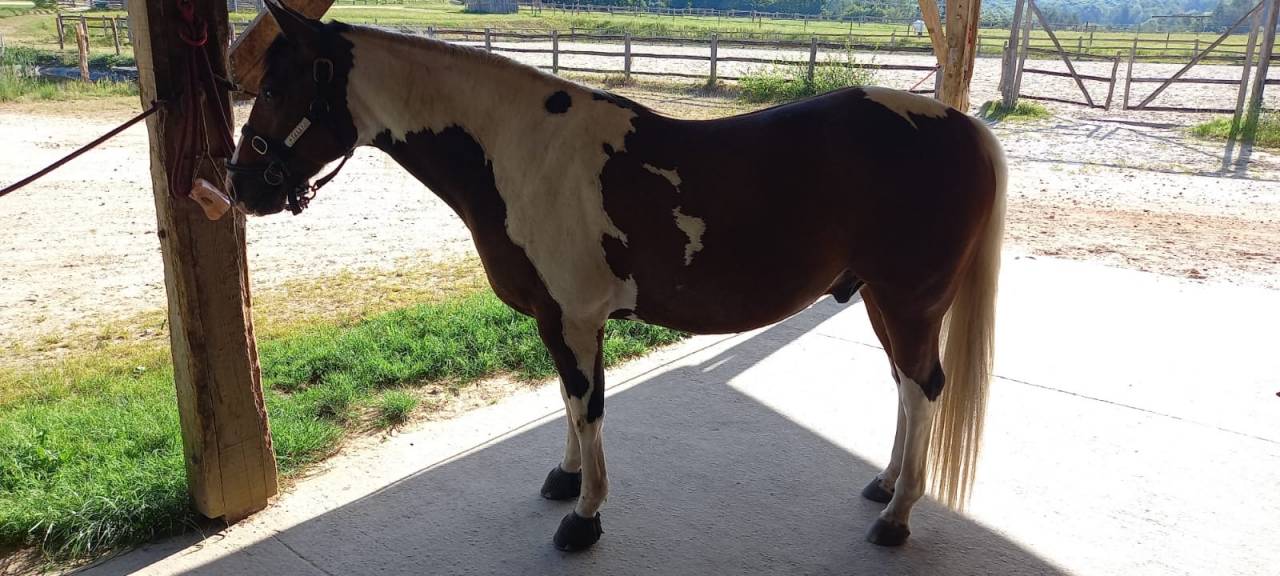Gelding Paint For sale 2020 Tobiano