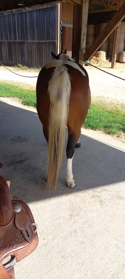 Gelding Paint For sale 2020 Tobiano