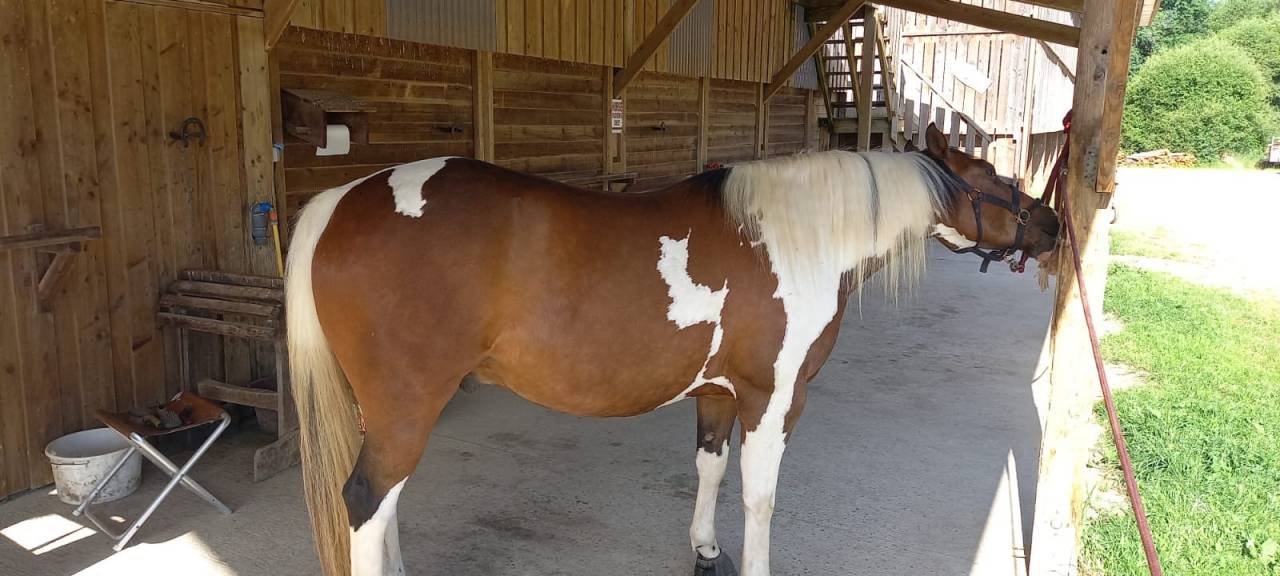 Gelding Paint For sale 2020 Tobiano