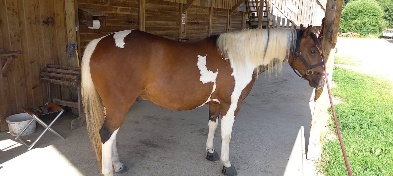 Gelding Paint For sale 2020 Tobiano
