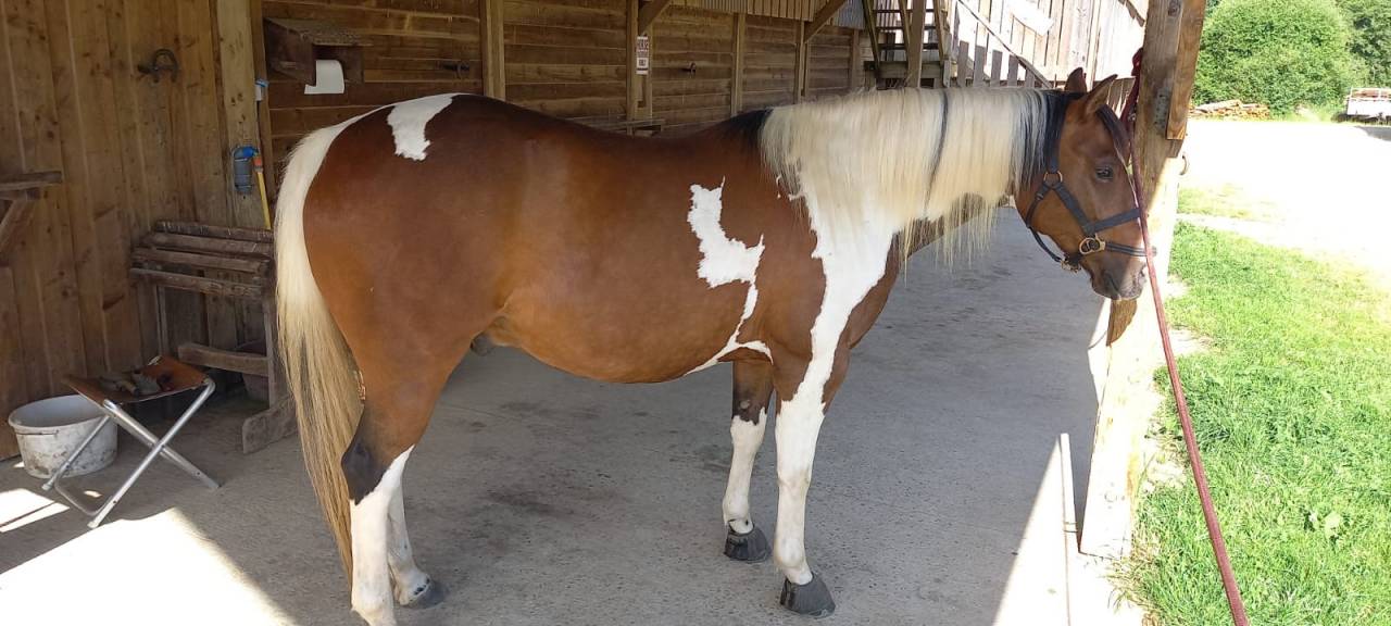 Gelding Paint For sale 2020 Tobiano