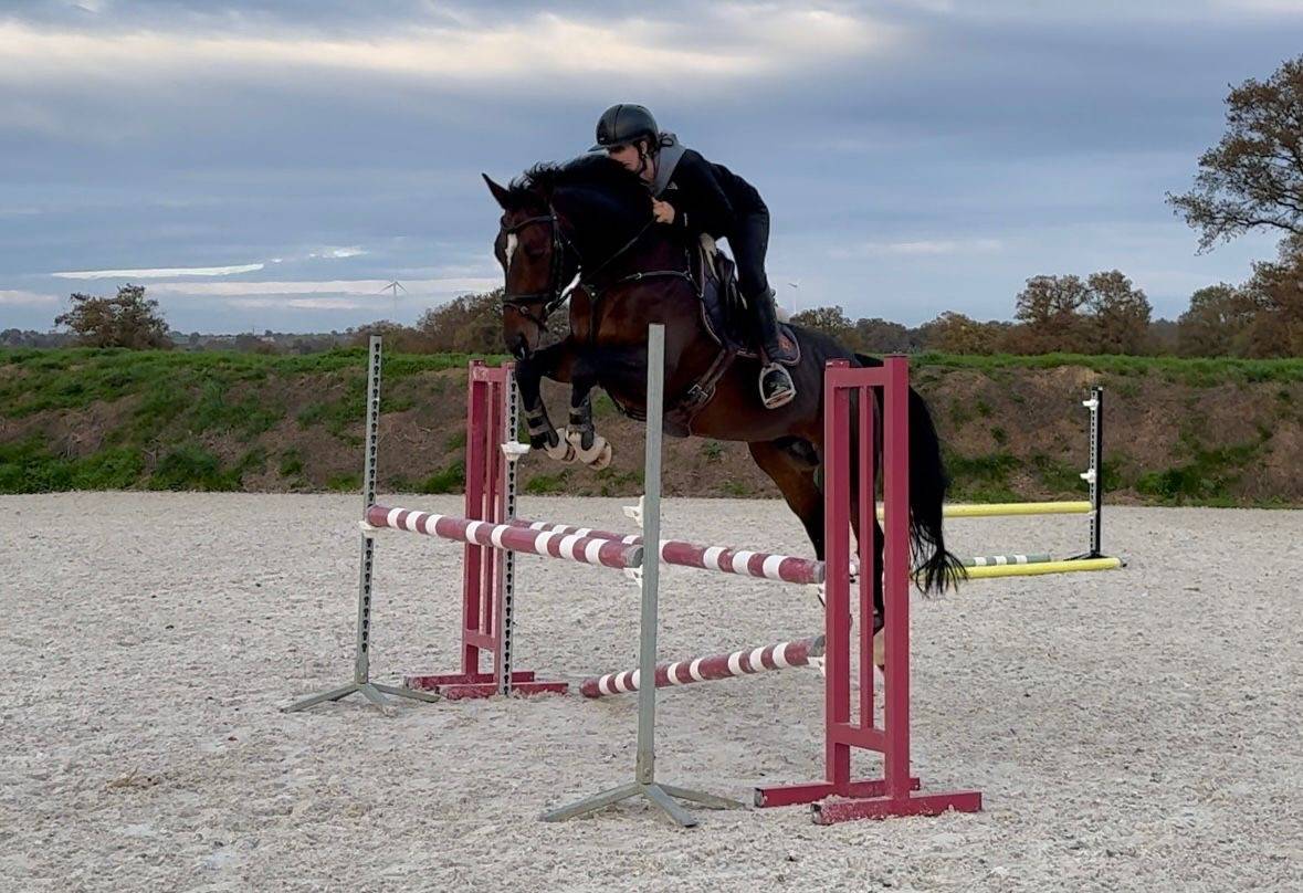 Gelding KWPN Dutch Warmblood For sale 2019 Dark Bay