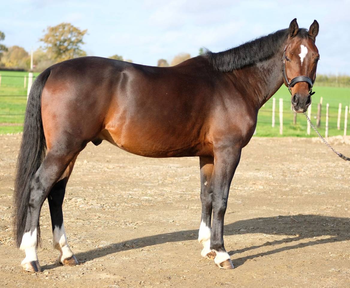 Gelding KWPN Dutch Warmblood For sale 2019 Dark Bay