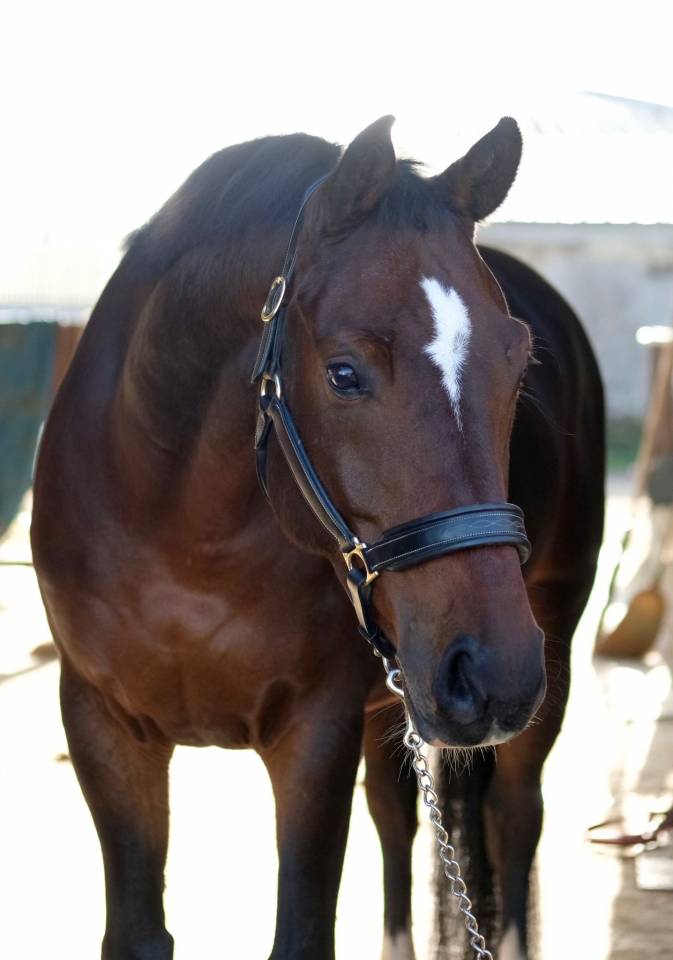 Gelding KWPN Dutch Warmblood For sale 2019 Dark Bay