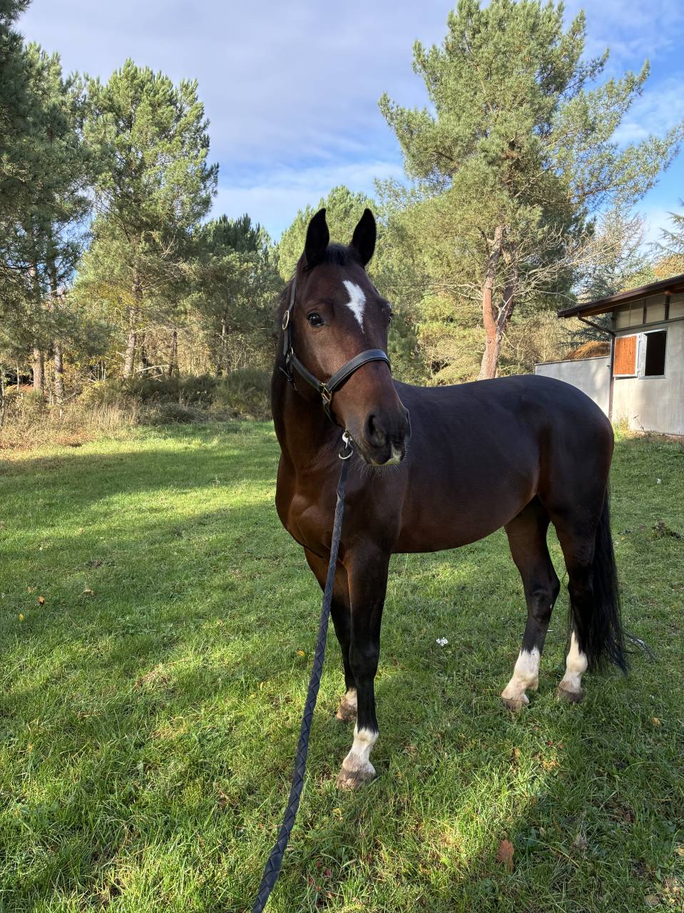 Gelding KWPN Dutch Warmblood For sale 2019 Dark Bay