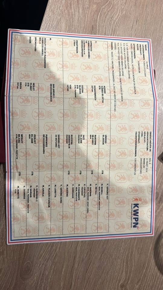 Gelding KWPN Dutch Warmblood For sale 2019 Dark Bay