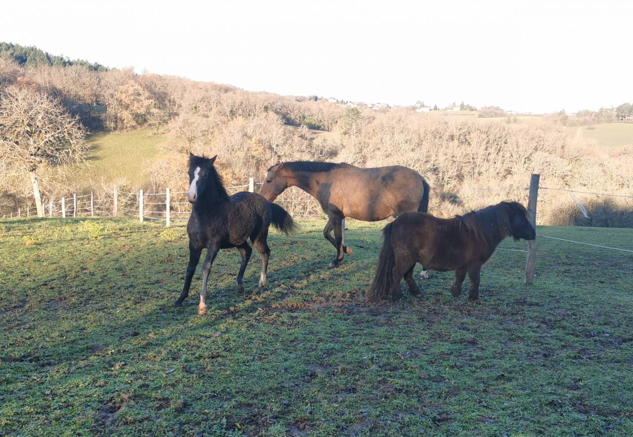 Filly New Forest For sale 2025 Black