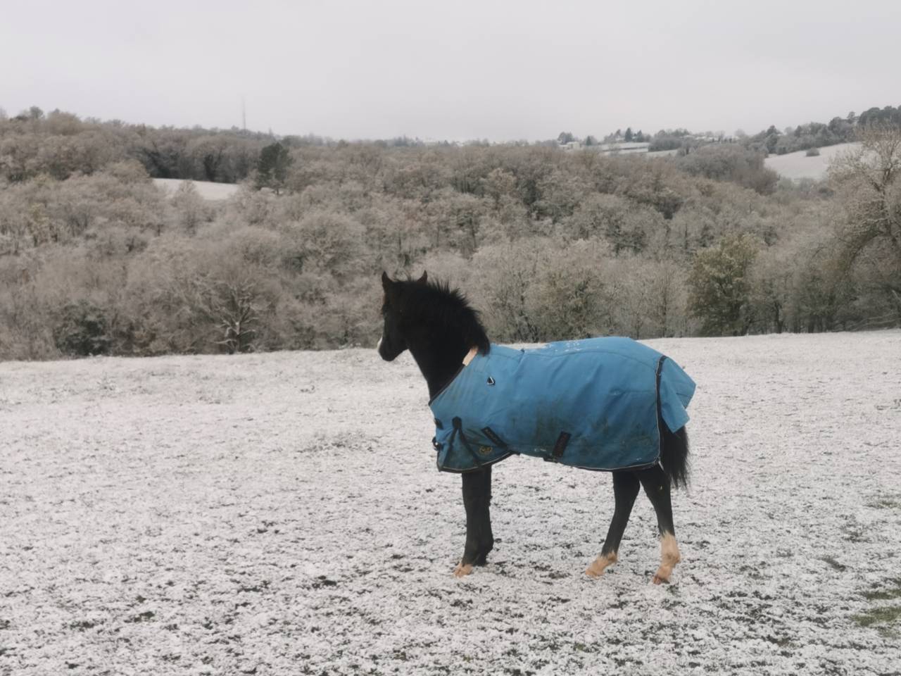 Filly New Forest For sale 2025 Black