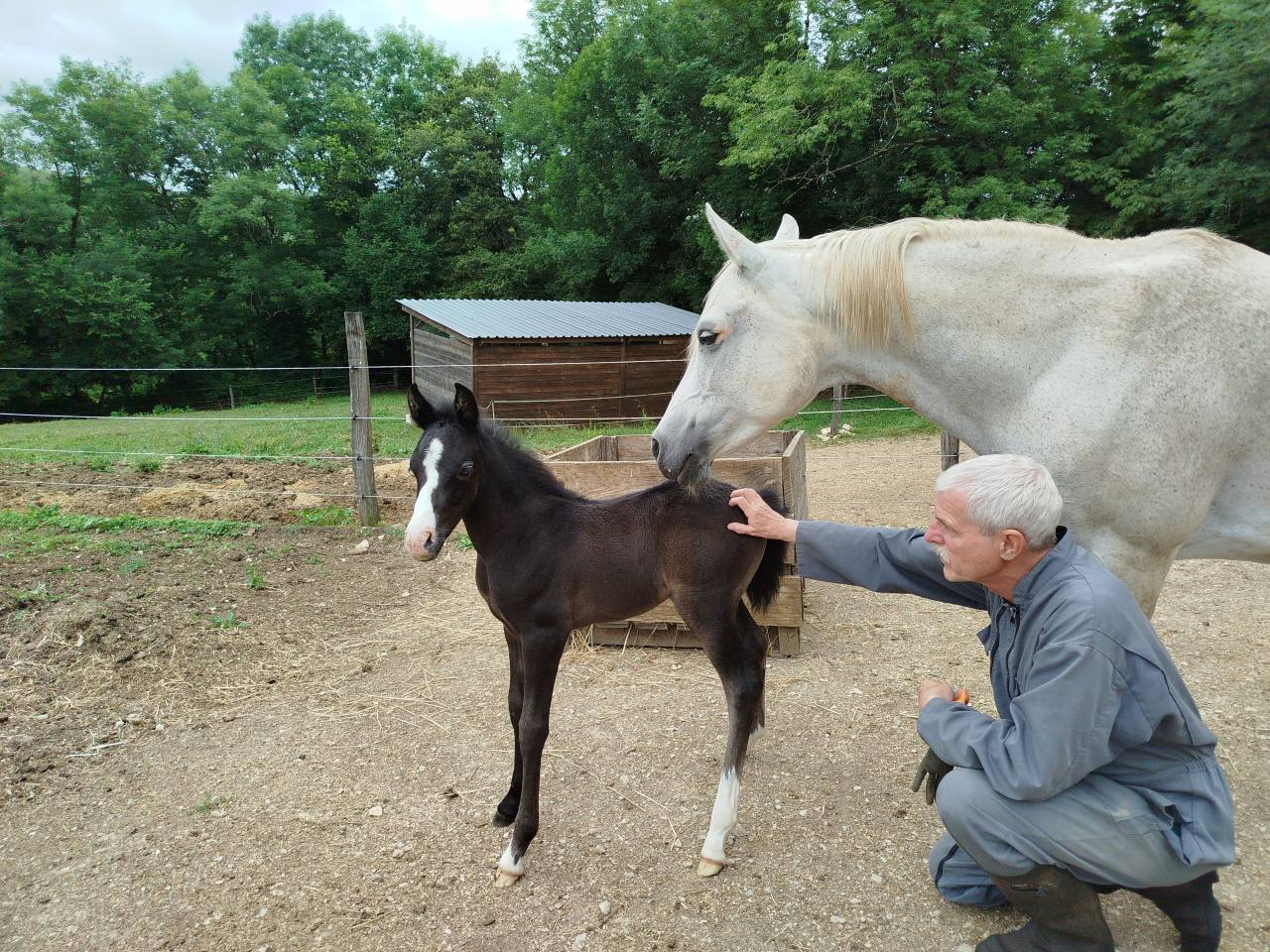 Filly New Forest For sale 2025 Black