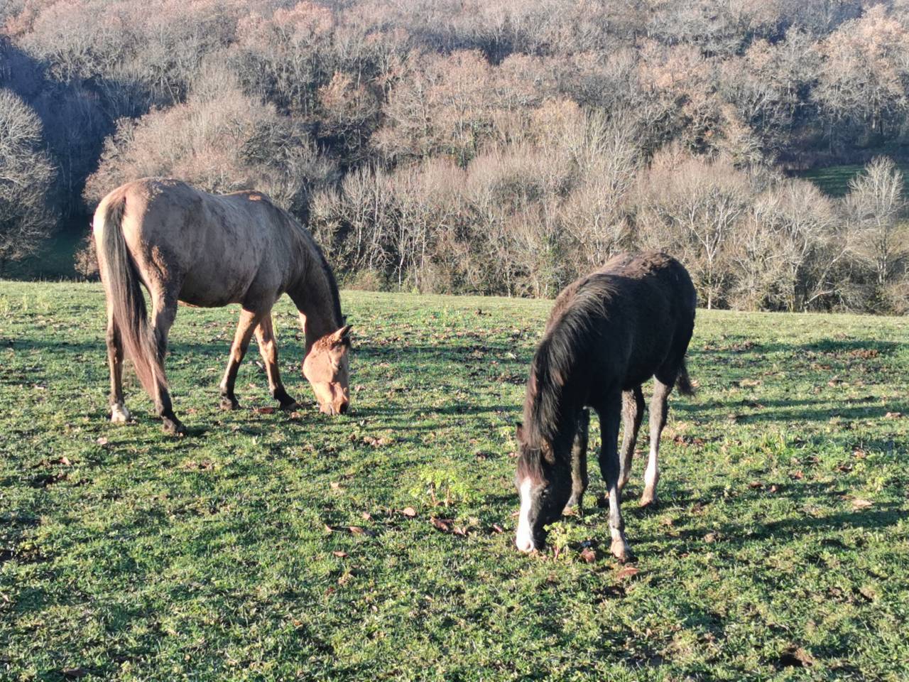 Filly New Forest For sale 2025 Black