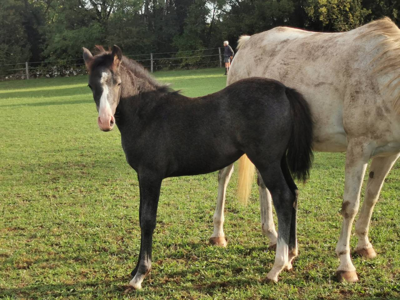 Filly New Forest For sale 2025 Black