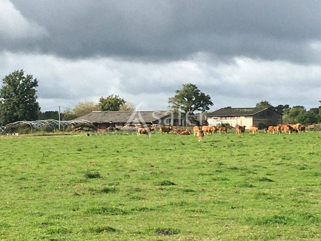 Sheep farm  Haute-Vienne