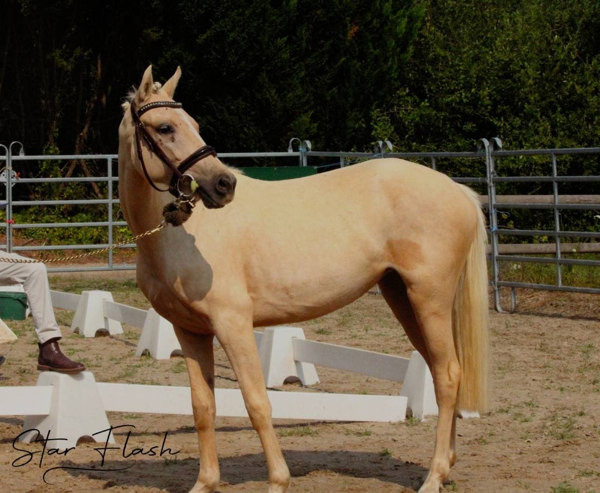 Mare French Saddle Pony For sale 2023 Palomino