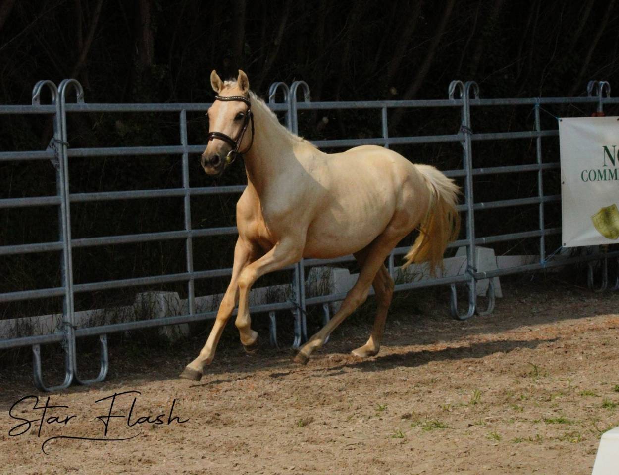 Mare French Saddle Pony For sale 2023 Palomino