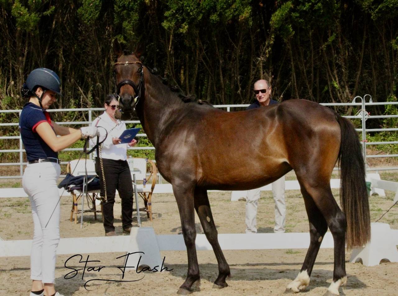 Mare French Saddle Pony For sale 2023 Bay