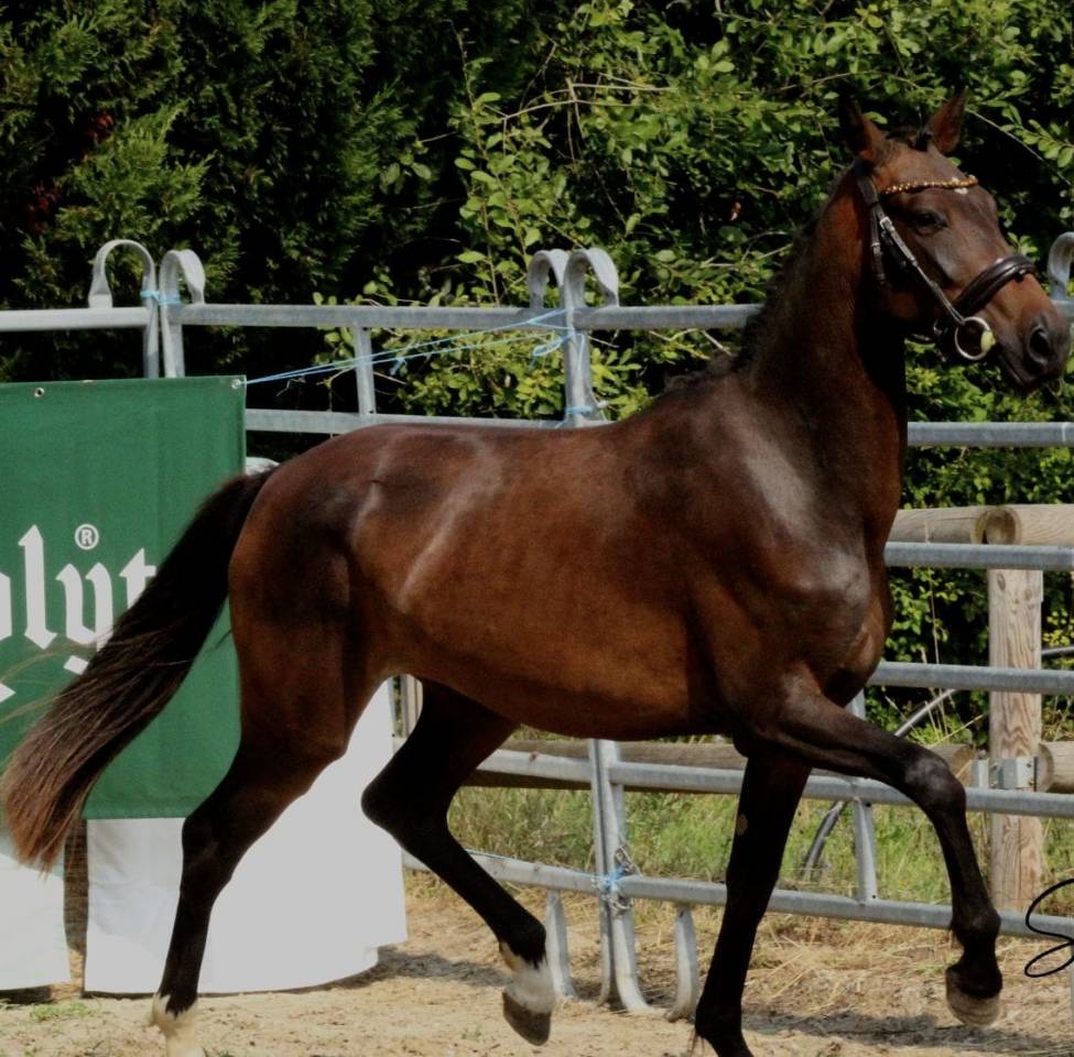Mare French Saddle Pony For sale 2023 Bay