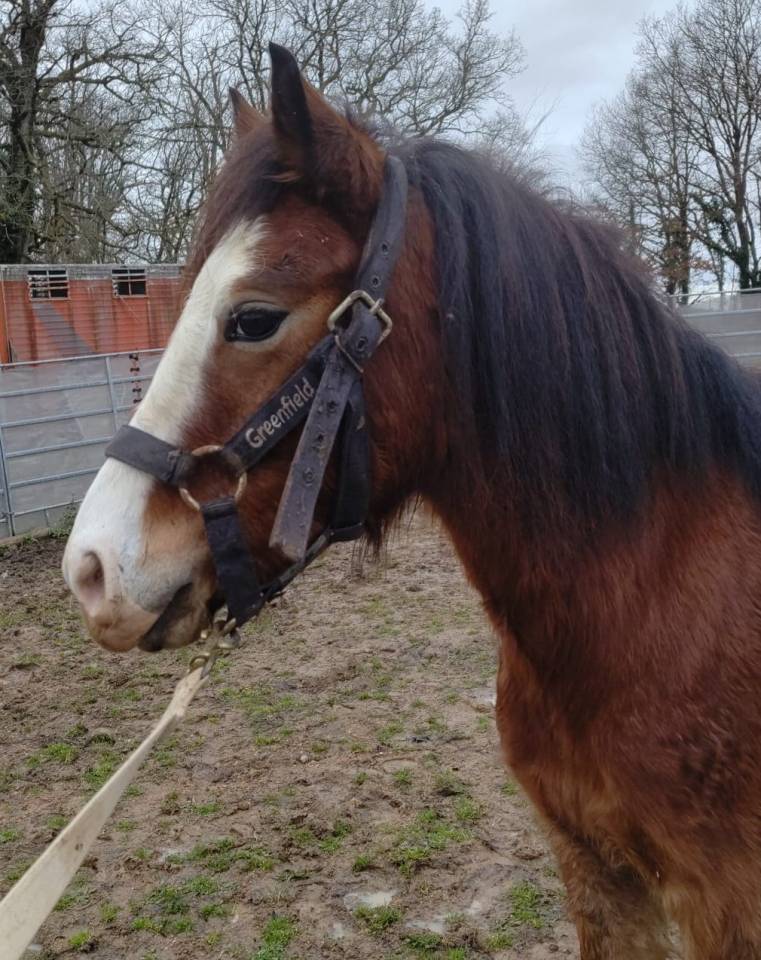 Gelding Origin Recorded For sale 2022 Bay